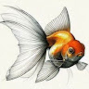 Meet your Posher, Robyn